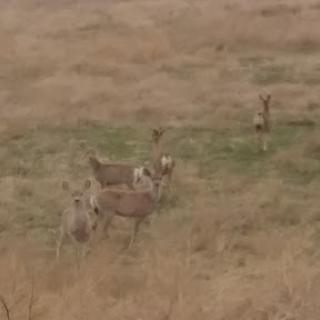 A small group of deer grazing in a grassy field.