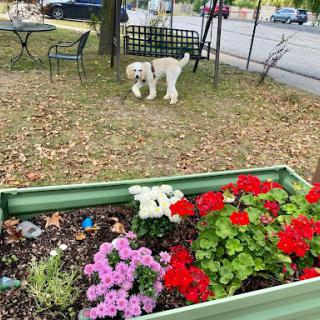 A playful dog exploring a beautiful garden filled with vibrant flowers.