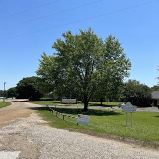 A serene view of a tree at the intersection of two gravel roads under a clear blue sky.