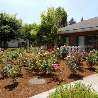 A beautiful garden filled with roses and surrounded by a white picket fence next to a house.