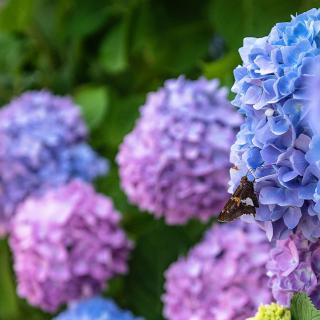 A vibrant collection of blooming hydrangeas in shades of blue and purple.