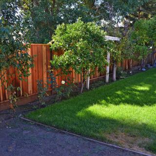 A well-maintained backyard featuring a lush green lawn and a wooden fence lined with trees.