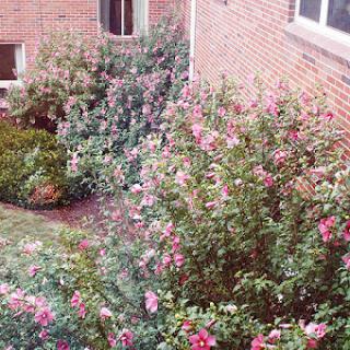 A vibrant garden filled with blooming flowers beside a brick building.