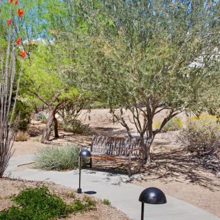 A serene desert park with a pathway surrounded by trees and bushes.