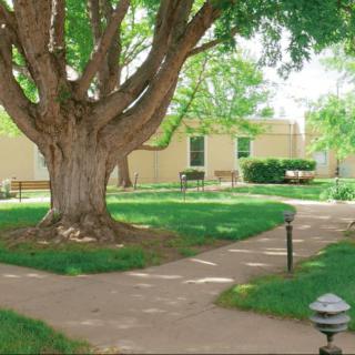 A peaceful courtyard with a large tree, surrounded by pathways and greenery.