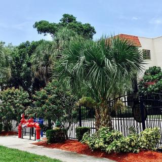 A pleasant outdoor scene featuring lush palm trees and well-maintained landscaping along a sidewalk.