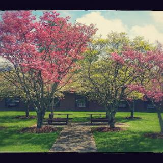 A serene park scene with blooming trees and benches under a bright sky.
