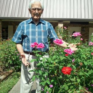 An elderly man enjoying a vibrant garden full of blooming roses.