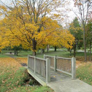 A wooden bridge in a park during autumn, surrounded by trees with yellow leaves.