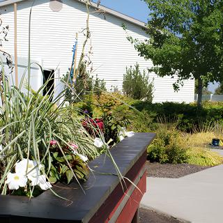 A vibrant garden with a variety of plants and flowers in an outdoor setting.