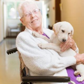 An elderly person in a wheelchair holding a puppy indoors, both appearing content and happy.