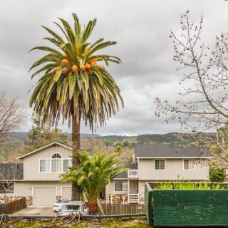 A suburban neighborhood with houses and a large palm tree under a cloudy sky.