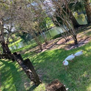 A serene park scene featuring lush greenery, trees, and a calm body of water.