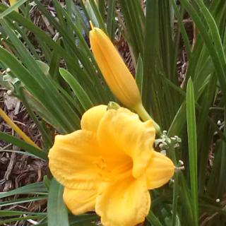 A vibrant yellow daylily in full bloom, surrounded by lush green foliage.