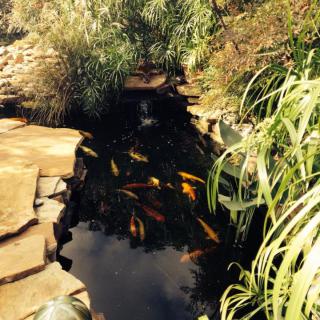 A tranquil garden koi pond surrounded by lush greenery and stones.