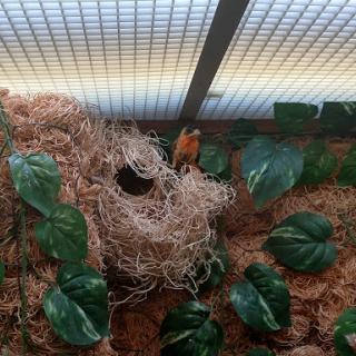 A vibrant bird nest surrounded by lush green leaves, showcasing a natural habitat.