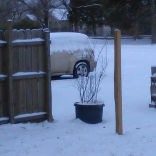 A serene winter scene with a car covered in snow and a potted plant in the foreground.