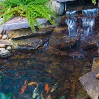 A serene garden pond with koi fish swimming and a small cascading waterfall surrounded by lush green ferns.