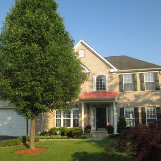 A suburban house with a well-maintained lawn and large tree in the front yard.