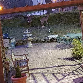 A nighttime scene of a backyard with deer grazing near the patio.