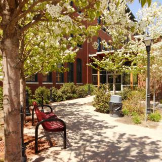 A sunny garden pathway lined with blossoming trees and benches.