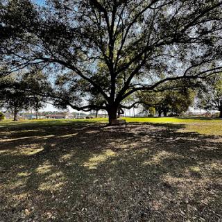 A majestic tree casting shadows on the ground in a serene park setting.