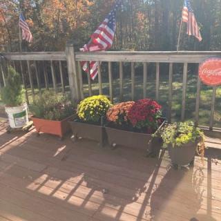 A sunlit patio featuring potted flowers and American flags, creating a vibrant outdoor setting.