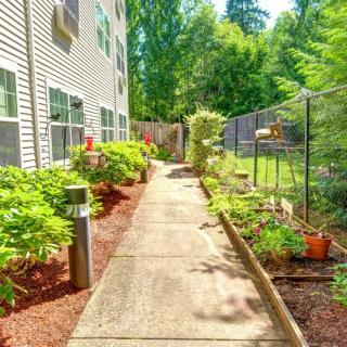 A sunny garden pathway lined with plants and a fence.
