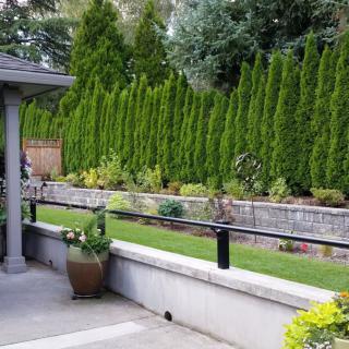 A well-maintained garden with lush greenery and a stone retaining wall, viewed from a patio.
