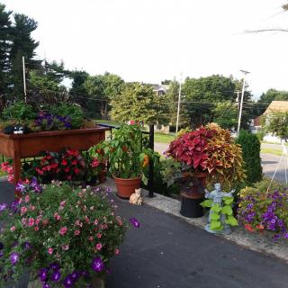 A vibrant outdoor garden with various potted plants and flowers.