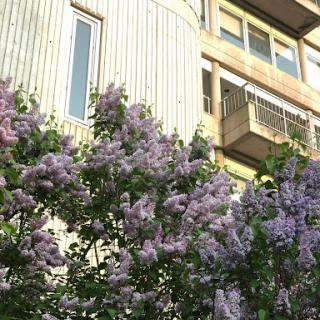 A blooming lilac tree in front of a modern building.