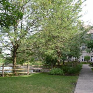 A peaceful outdoor scene with trees, a grassy area, and a building visible along a sidewalk.