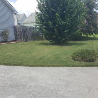 A neatly mowed lawn with a tree and fence in a residential backyard.