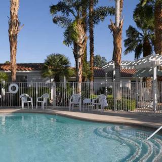 A serene outdoor swimming pool area surrounded by palm trees and lounging chairs.