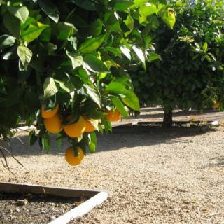 An orchard with a vibrant orange tree laden with ripe oranges.