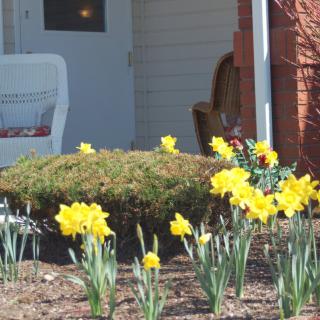 A garden view with yellow daffodils blooming near a porch.