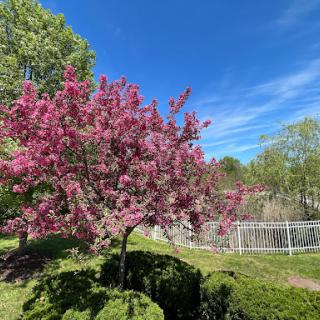 A vibrant flowering tree stands against a clear blue sky, showcasing the beauty of spring.