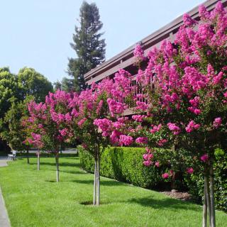 A row of vibrant pink flowering trees lining a grassy path next to a building.