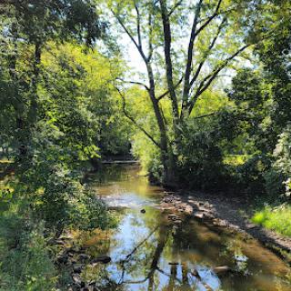 A serene view of a river surrounded by lush trees, reflecting the vibrant greens of nature.