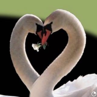 Golden Swan By The Lake - ALF