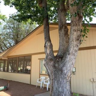 A tree stands beside a house, creating a serene outdoor space.