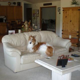 A collie dog relaxing on a white sofa in a cozy living room.