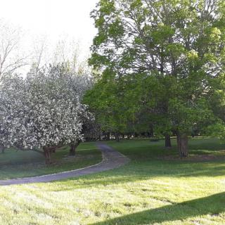 A scenic view of a park with a winding pathway surrounded by lush trees and greenery.
