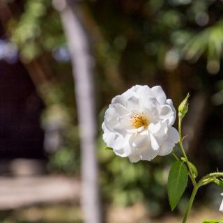 A beautiful white rose blooming in a garden.