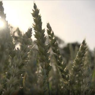 Close-up of grass swaying gently in the sunlight.