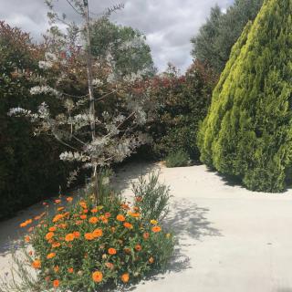 A serene garden scene featuring a mix of trees and vibrant orange flowers on a sunny day.