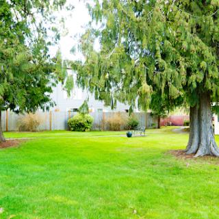 A serene backyard with lush green grass and towering trees, perfect for relaxation.