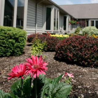Bright flowers in a well-maintained garden outside a house on a sunny day.
