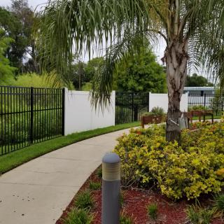 A landscaped path with a palm tree and fence.