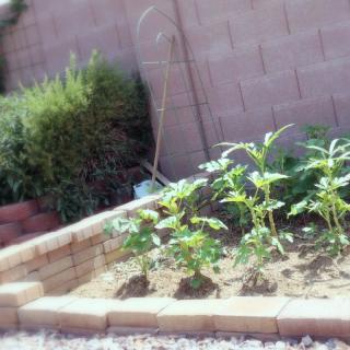 A small vegetable garden with young plants growing in a brick-bordered bed.